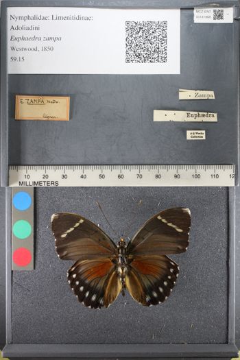 Media type: image;   Entomology 141968